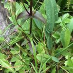 Gentianella campestris leaf picture by Bernard Haute Savoie (cc-by-sa)