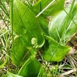 Maianthemum trifolium leaf picture by Megan Donaldson (cc-by-sa)