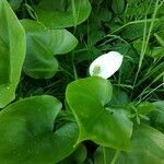 Calla palustris habit picture by Kate Senatskaya (cc-by-sa)