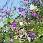 Clematis viticella habit picture by Martin Bishop (cc-by-sa)