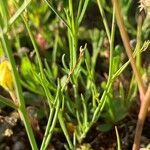 Linaria spartea leaf picture by Campoamor Ramon (cc-by-sa)