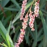 Persicaria senegalensis flower picture by Rina Jeger (cc-by-sa)