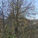 Pyrus communis habit picture by Олег (cc-by-sa)