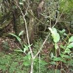 Acalypha integrifolia habit picture by H. Goëau (cc-by-sa)