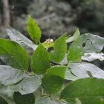 Senna hayesiana leaf picture by Nelson Zamora Villalobos (cc-by-nc)