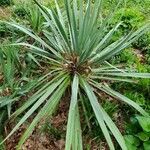 Yucca flaccida leaf picture by Kyle Mackison (cc-by-sa)