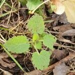 Lamium purpureum leaf picture by Theresa Halbe (cc-by-sa)