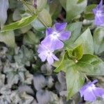 Vinca major flower picture by marc thabouret (cc-by-sa)