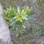 Pittosporum undulatum habit picture by Brett Bissell someguy (cc-by-sa)