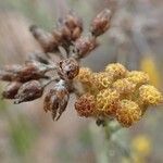 Helichrysum italicum fruit picture by Yoan MARTIN (cc-by-sa)