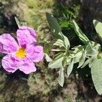 Cistus albidus leaf picture by E G (cc-by-sa)