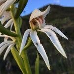 Megastylis gigas flower picture by Mimi98 (cc-by-sa)