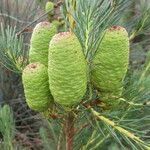 Leucadendron nobile fruit picture by Daniel Barthelemy (cc-by-nc)