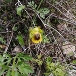 Ophrys sicula flower picture by Carlos Fernandes (cc-by-sa)