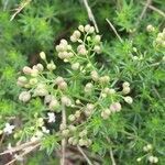 Galium palustre fruit picture by Kilien de Chateauvieux (cc-by-sa)