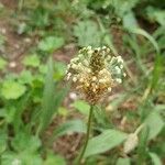 Plantago argentea fruit picture by burigeo zazlapod (cc-by-sa)