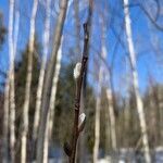 Salix discolor leaf picture by Marilyse Goulet (cc-by-sa)