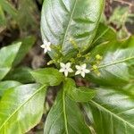 Rauvolfia viridis flower picture by christiane Fazer (cc-by-sa)