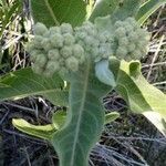 Asclepias eriocarpa leaf picture by Sandy Rowley (cc-by-sa)