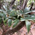 Cossinia pinnata leaf picture by guillaume guillaume (cc-by-sa)