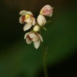 Cheiradenia cuspidata flower picture by R. Tournebize (cc-by-sa)