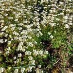 Saxifraga hariotii habit picture by Giode Tonpino (cc-by-sa)