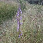 Lobelia urens flower picture by claire BONNY (cc-by-sa)