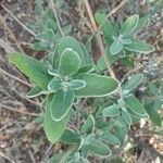 Phlomis purpurea leaf picture by Rodriguez Marta (cc-by-sa)