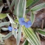 Commelina erecta flower picture by ℭ𝔩𝔞𝔯𝔦𝔰𝔰𝔢 (cc-by-sa)