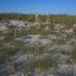 Uniola paniculata habit picture by Sylvain Piry (cc-by-sa)