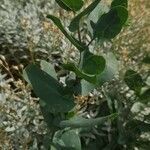 Coronilla scorpioides habit picture by Béatrice Escande (cc-by-sa)