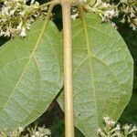 Mikania banisteriae leaf picture by Nelson Zamora Villalobos (cc-by-nc)