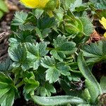 Potentilla brauneana leaf picture by Fabien Anthelme (cc-by-sa)