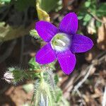 Campanula drabifolia flower picture by dimitris log (cc-by-sa)