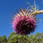 Cirsium jorullense flower picture by Fabien Anthelme (cc-by-sa)