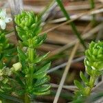 Galium arenarium leaf picture by Pierre LEON (cc-by-sa)