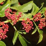 Cissus alata habit picture by Nelson Zamora Villalobos (cc-by-nc)