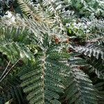 Polystichum polyblepharum leaf picture by Vincent Mekarni (cc-by-sa)