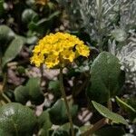 Abronia latifolia flower picture by Rafalski Victoria (cc-by-sa)