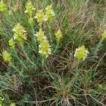 Sideritis hyssopifolia habit picture by Klaas Everards (cc-by-sa)