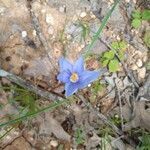 Nemastylis geminiflora flower picture by Barbara Gordon (cc-by-sa)