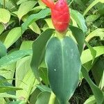 Costus woodsonii leaf picture by Daniel Barthelemy (cc-by-nc)