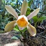 Cattleya forbesii flower picture by Randazzo Michele (cc-by-sa)