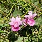 Sidalcea malviflora flower picture by Randy Huey (cc-by-sa)