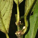 Besleria notabilis fruit picture by Nelson Zamora Villalobos (cc-by-nc)