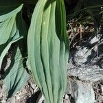 Gentiana burseri leaf picture by Miguel Borruel (cc-by-sa)