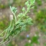 Alyssum alyssoides leaf picture by klara kucerova (cc-by-sa)