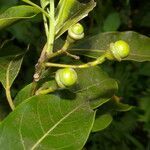 Ocotea floribunda fruit picture by Nelson Zamora Villalobos (cc-by-nc)