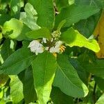 Solanum bonariense habit picture by Trap Hers (cc-by-sa)