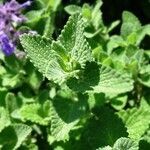 Nepeta latifolia leaf picture by Alain Bigou (cc-by-sa)